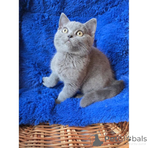 Photo №1. british shorthair - for sale in the city of Cremlingen | 361$ | Announcement № 174402