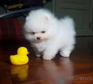 Photo №2 to announcement № 80042 for the sale of pomeranian - buy in Australia private announcement