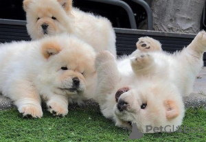 Photo №1. chow chow - for sale in the city of Bucharest | 370$ | Announcement № 125733