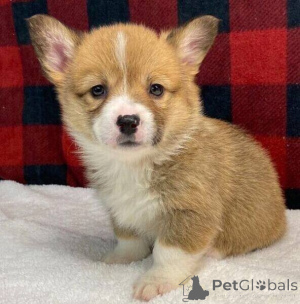 Photo №1. welsh corgi - for sale in the city of City of Salford | negotiated | Announcement № 170302