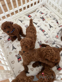 Photo №1. poodle (toy) - for sale in the city of Toronto | negotiated | Announcement № 168101