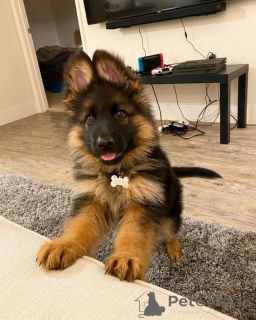 Photo №1. german shepherd - for sale in the city of Agios Nikolaos | negotiated | Announcement № 170477