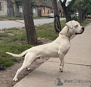 Additional photos: dogo argentino