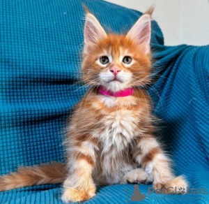 Photo №3. Healthy cute adorable Maine coon kittens available now for sell. Switzerland