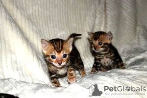 Additional photos: Bengal Cats-Kätzchen sind jetzt zur Adoption verfügbar