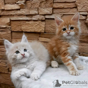 Photo №3. Healthy cute adorable Maine coon kittens available now for sell. Switzerland