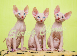 Photo №1. sphynx-katze - for sale in the city of Zaporizhia | Is free | Announcement № 2677