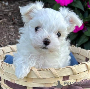 Photo №1. maltese dog - for sale in the city of Klosterneuburg | 371$ | Announcement № 107540