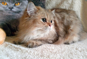 Photo №1. british longhair - for sale in the city of Tomsk | negotiated | Announcement № 5822