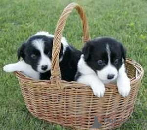 Photo №3. Adorable Border Collie puppies for free adoption. Germany