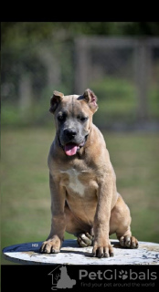 Additional photos: Cane Corso puppies