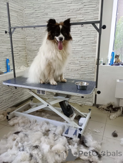 Photo №2 to announcement № 148665 for the sale of  - buy in Russian Federation from the shelter