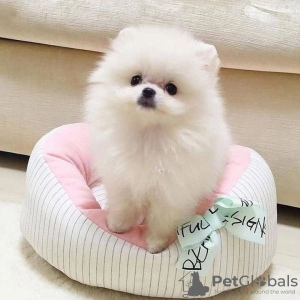 Photo №2 to announcement № 38288 for the sale of pomeranian - buy in Austria private announcement