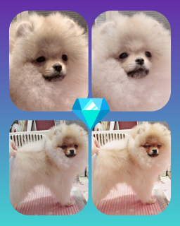 Photo №1. pomeranian - for sale in the city of Ниш | negotiated | Announcement № 6581