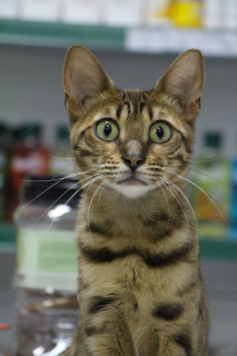 Photo №1. bengal cat - for sale in the city of Naberezhnye Chelny | 65$ | Announcement № 3488
