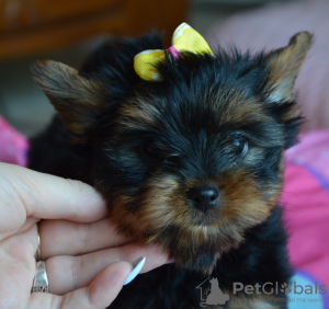 Photo №2 to announcement № 56033 for the sale of yorkshire terrier - buy in Poland breeder