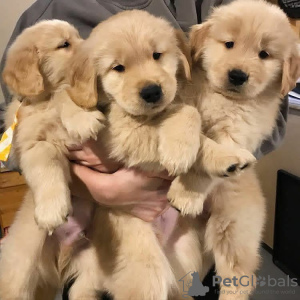 Photo №1. golden retriever - for sale in the city of Quedlinburg | 423$ | Announcement № 121957