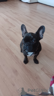 Photo №1. french bulldog - for sale in the city of Ясень | 379$ | Announcement № 53019