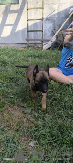 Additional photos: Belgian Malinois Shepherd puppies