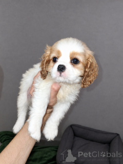 Photo №3. Cavalier King Charles Spaniel puppies.. Lithuania