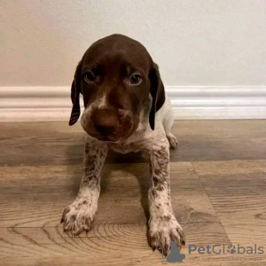 Photo №1. german shorthaired pointer - for sale in the city of Leverkusen | 687$ | Announcement № 120865