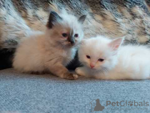 Photo №1. ragdoll - for sale in the city of Тоотси | Is free | Announcement № 81254