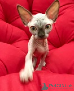 Photo №1. sphynx cat - for sale in the city of Kharkov | 554$ | Announcement № 19290