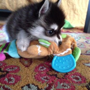 Photo №3. ghAlaskan Klee Kai Puppies Ready To Go. United States