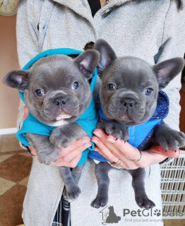 Photo №2 to announcement № 30011 for the sale of french bulldog - buy in Germany private announcement
