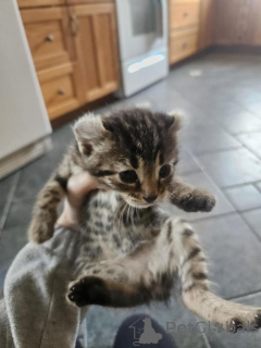Photo №1. american curl - for sale in the city of Eura | negotiated | Announcement № 170117