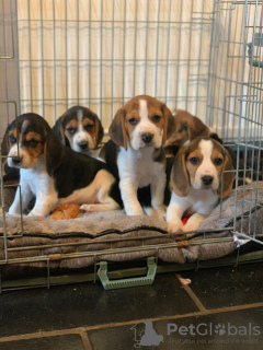 Photo №1. beagle - for sale in the city of Berlin | 317$ | Announcement № 100509