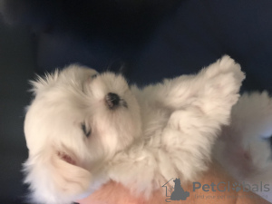 Photo №2 to announcement № 35651 for the sale of maltese dog - buy in Russian Federation private announcement