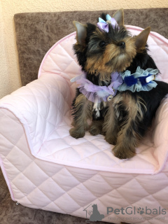 Additional photos: Yorkshire terrier puppies