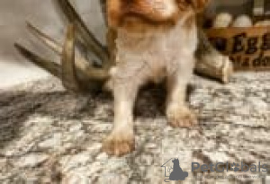 Photo №3. Male Roan American Brittany puppies for sale. Finland