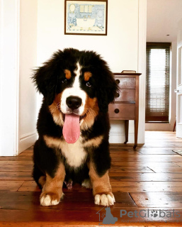 Photo №1. bernese mountain dog - for sale in the city of Tallinn | negotiated | Announcement № 127555