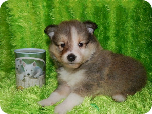 Photo №2 to announcement № 1454 for the sale of shetland sheepdog - buy in Russian Federation private announcement