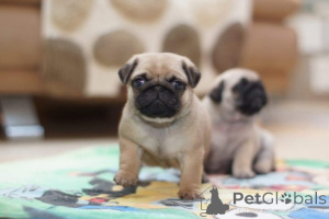 Photo №2 to announcement № 175221 for the sale of pug - buy in Germany private announcement
