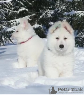 Photo №3. White swiss shepherd puppies for sale. Kazakhstan