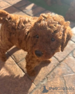 Additional photos: Gorgeous Miniature Goldendoodle Puppy - Girl 