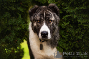 Photo №1. non-pedigree dogs - for sale in the city of Москва | Is free | Announcement № 120166