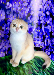 Photo №4. I will sell scottish fold in the city of Kiev.  - price - 1061$