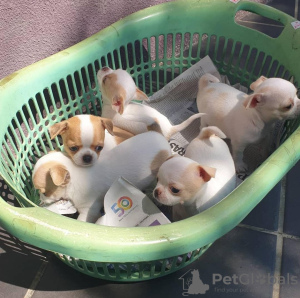 Photo №1. chihuahua - for sale in the city of Bergen | Is free | Announcement № 12829
