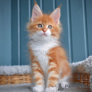 Photo №1. maine coon - for sale in the city of Warsaw | 264$ | Announcement № 120908