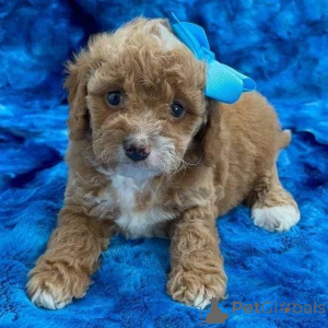 Photo №1. poodle (toy) - for sale in the city of Tandel | negotiated | Announcement № 171672