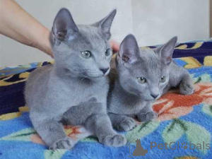 Photo №1. russian blue - for sale in the city of Beilngries | 329$ | Announcement № 149197