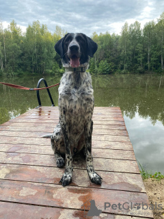 Photo №2 to announcement № 64198 for the sale of german wirehaired pointer - buy in Russian Federation private announcement