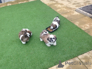 Photo №1. shih tzu - for sale in the city of Amberg | 376$ | Announcement № 149036