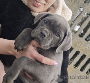 Photo №3. Cane corso puppies for adoption.. Finland