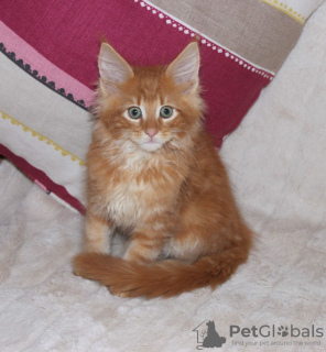 Photo №1. maine coon - for sale in the city of Амстердам | 475$ | Announcement № 75833