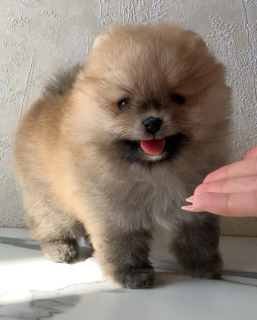 Photo №1. pomeranian - for sale in the city of Tula | 1083$ | Announcement № 6503